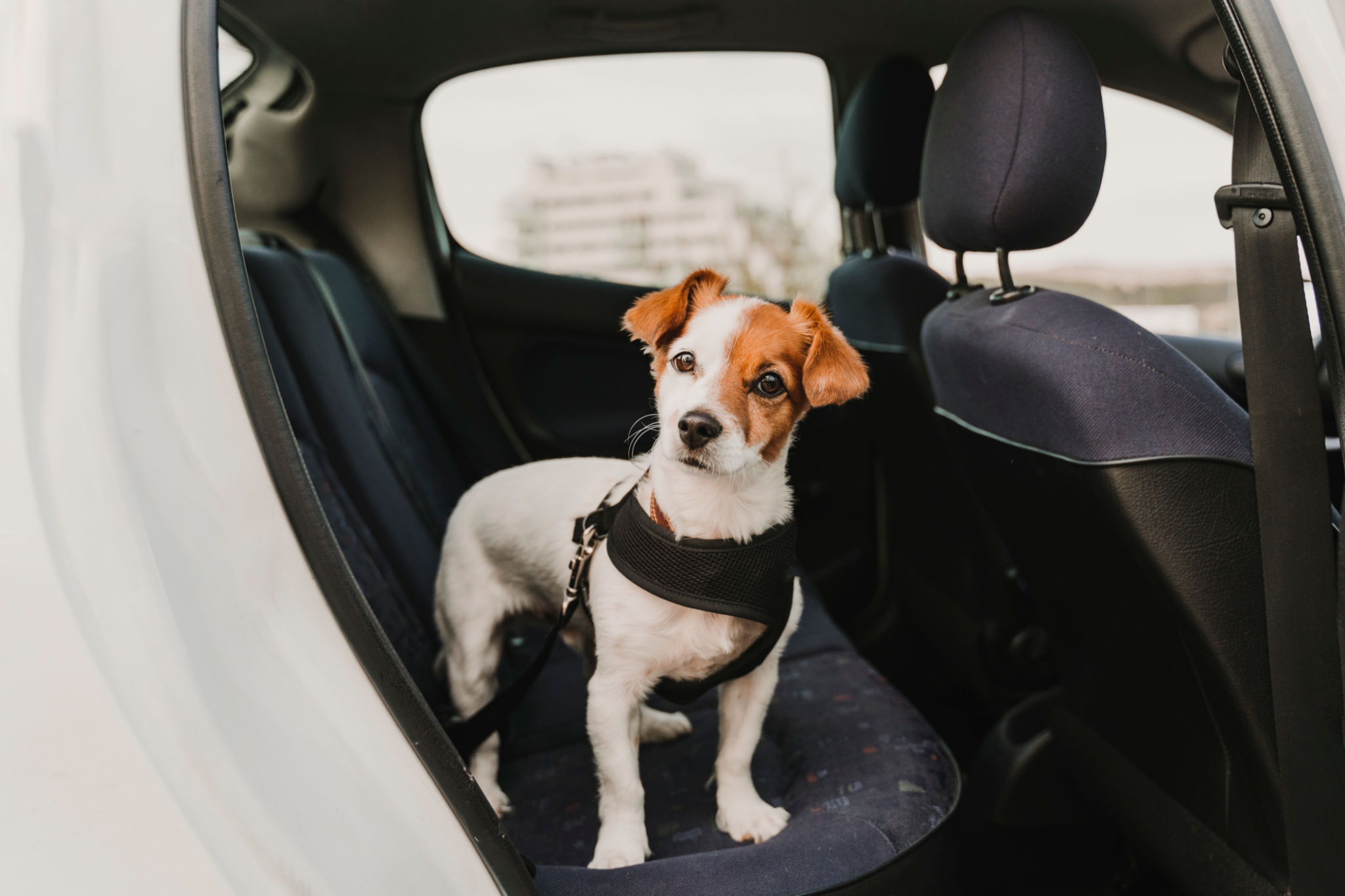 pet safety