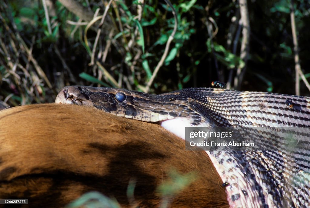 Afican Rock Python devours an Impala, Serengeti