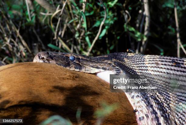 Python Eat Antelope Snake Eating Antelope