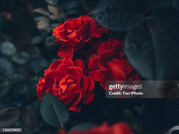 close-up red rose flowers in garden - dark floral stockfoto's en -beelden