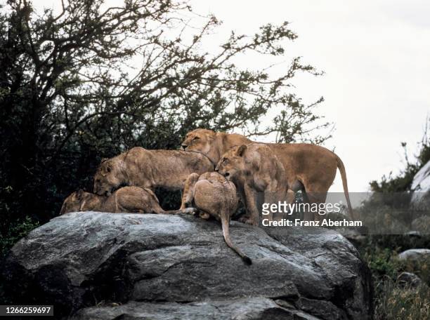 lions in rain atop a koppie, serengeti - 1977 stock pictures, royalty-free photos & images