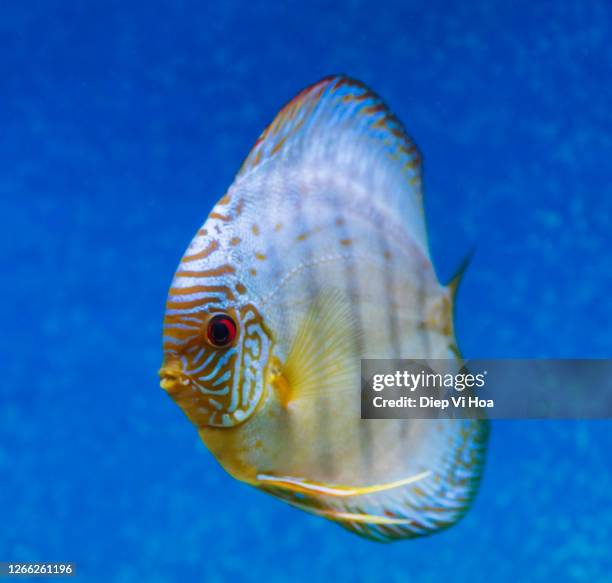 discus - symphysodon stock pictures, royalty-free photos & images