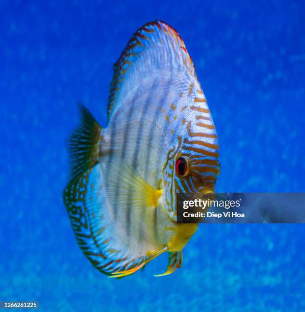 discus - symphysodon stock pictures, royalty-free photos & images