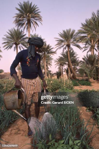 Arrosage des plantations dans un jardin potager à Aïoun el Atrouss, en mars 1984, Mauritanie.