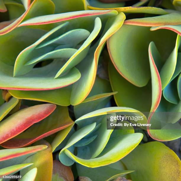 red-tipped leaves of kalanchoe plants - kalanchoe stock pictures, royalty-free photos & images
