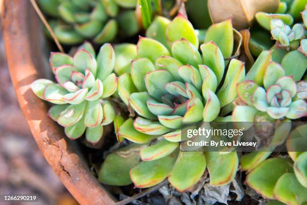 echeveria 'green emerald' plants - sedum stock-fotos und bilder