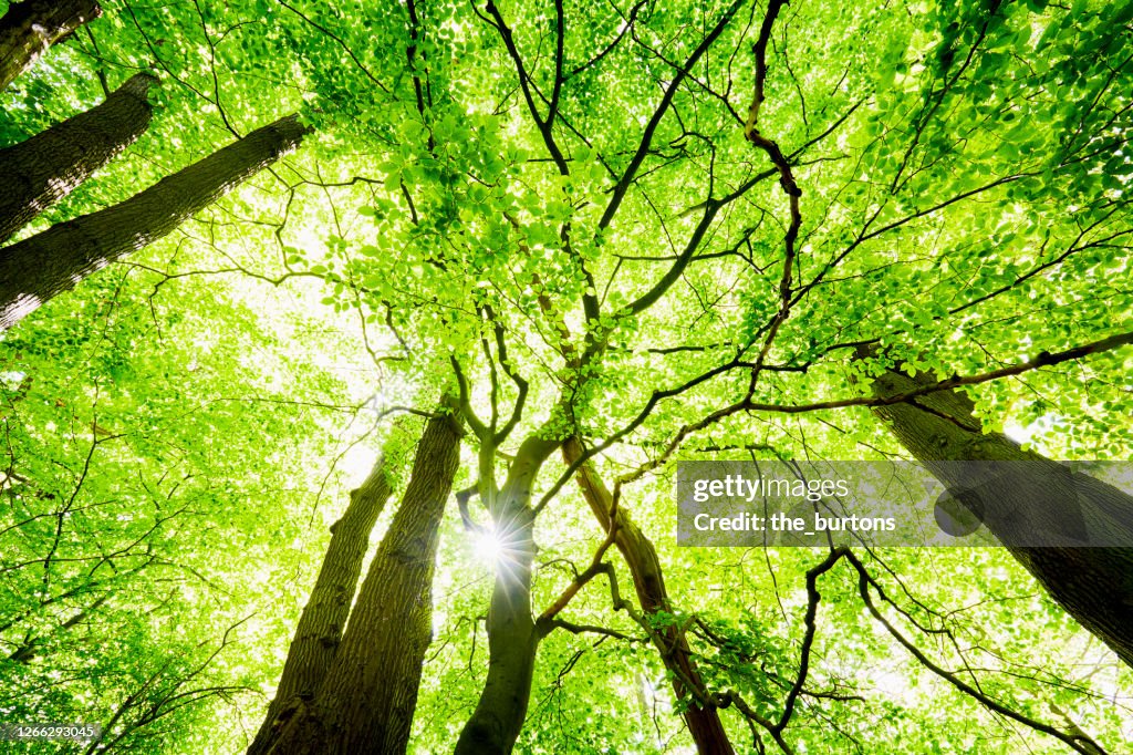 Low angle view of trees in forest in springtime against sunlight