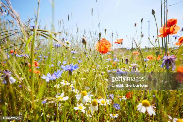 wild flower meadow with chamomile flowers, poppies and cornflowers against blue sky in summer - prateria campo foto e immagini stock