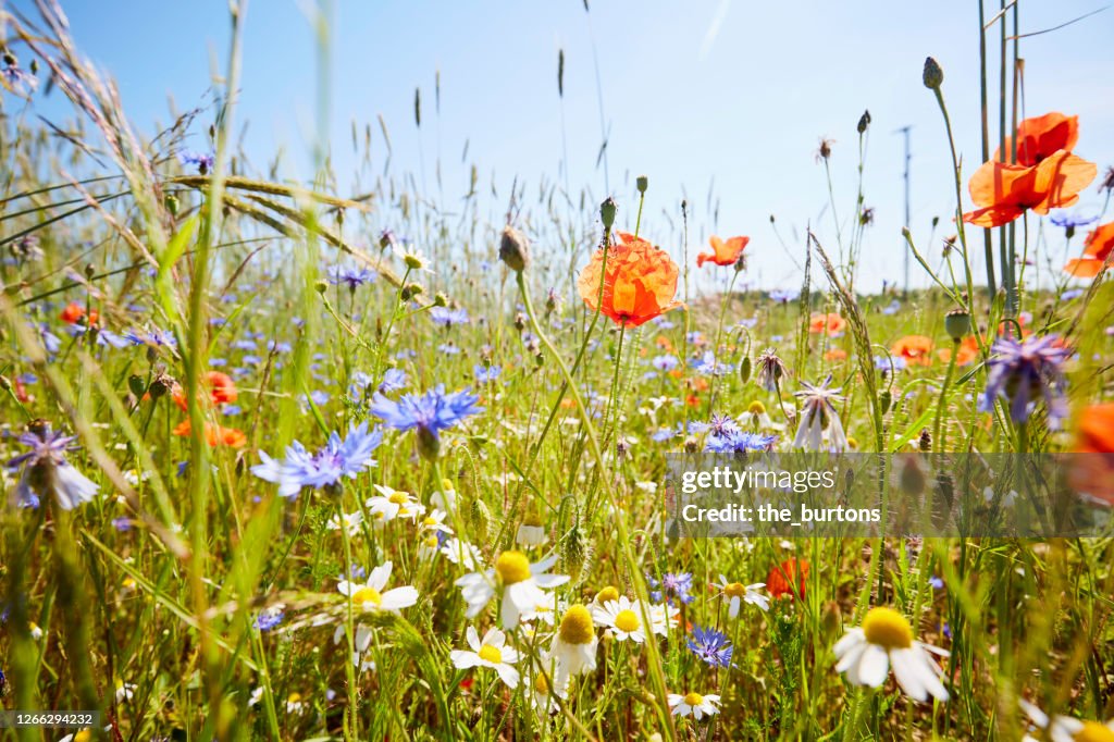 Wild flower meadow with chamomile flowers, poppies and cornflowers against blue sky in summer