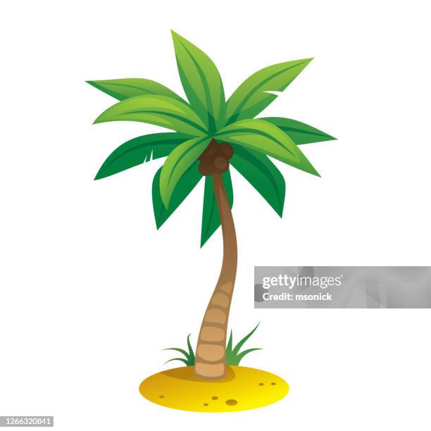 palm tree - coconuts stock illustrations