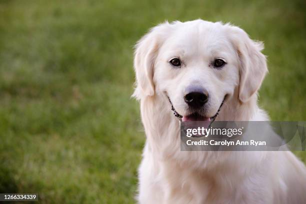 happy golden retriever dog (canis lupus familiaris) in grass - golden retriever white face stockfoto's en -beelden