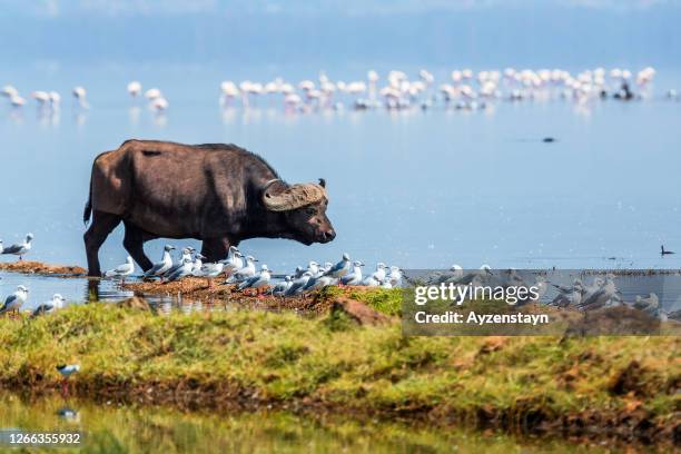 nakuru lake, the silence of the wilderness, african buffalo grazing at marsh - lake nakuru national park bildbanksfoton och bilder