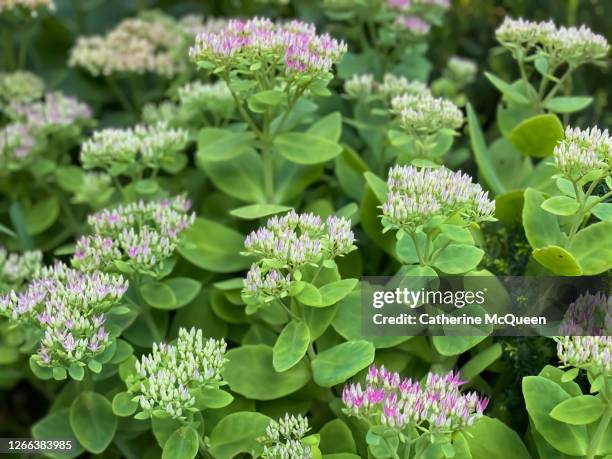 sedum blossoms - sedum stock-fotos und bilder