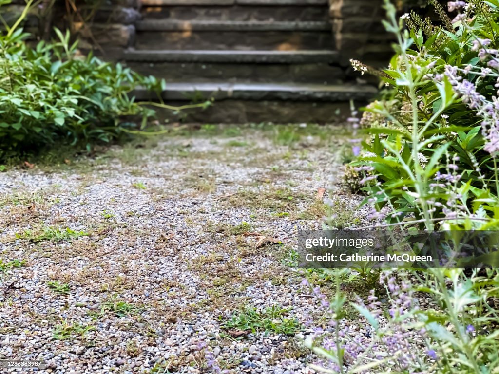A gravel path & old slate steps in the garden