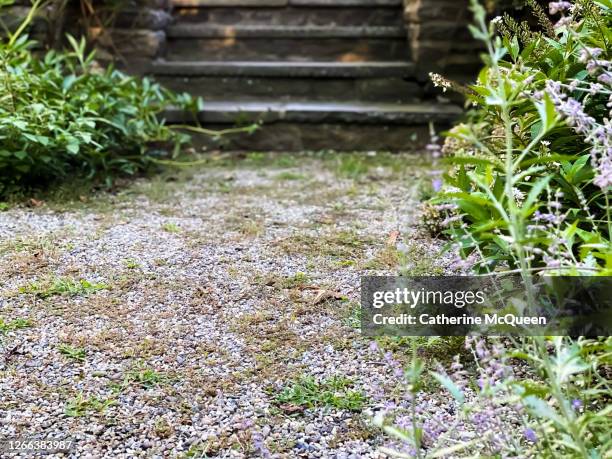 a gravel path & old slate steps in the garden - uncultivated 個照片及圖片檔