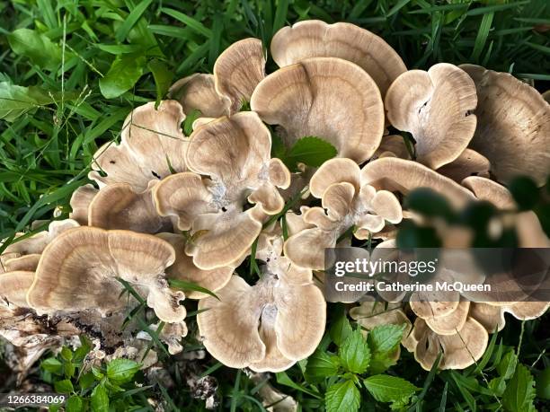 large wild maitake mushroom - klapperschwamm stock-fotos und bilder