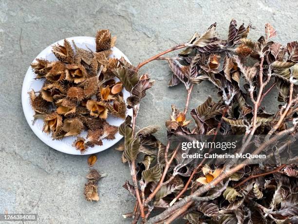 beechnut husks with nuts & seeds - nylon fastening tape stock pictures, royalty-free photos & images