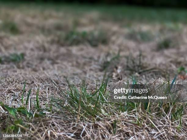 dry grass in the summer season - lawn fertilizer stock pictures, royalty-free photos & images