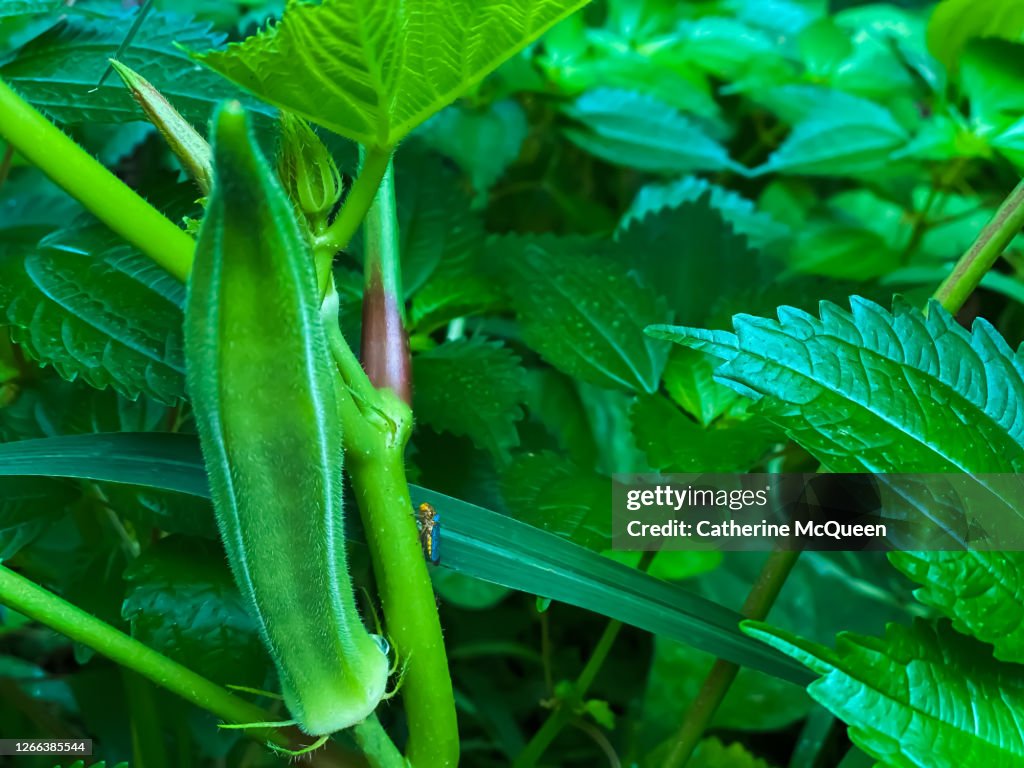 First summer fruit on heirloom okra plant in vegetable garden
