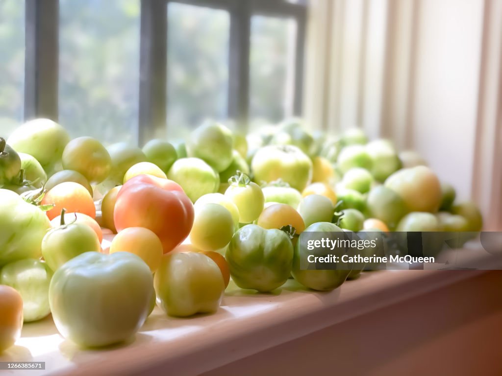Fresh heirloom tomatoes from vegetable garden ripening on sunny window sill