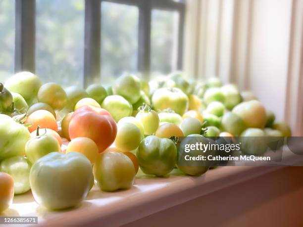 fresh heirloom tomatoes from vegetable garden ripening on sunny window sill - unripe stock pictures, royalty-free photos & images