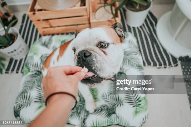 pov hand giving a treat to her english bulldog - croquette pour chien photos et images de collection