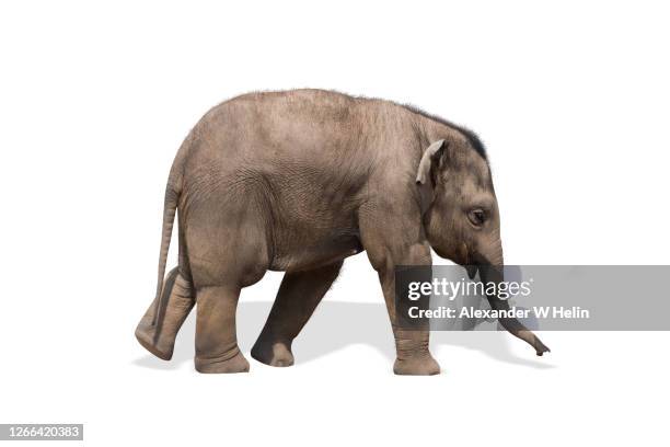 baby elephant - baby elephant walking stock pictures, royalty-free photos & images