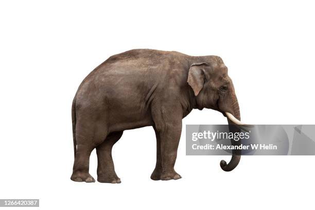 african elephant - olifant stockfoto's en -beelden