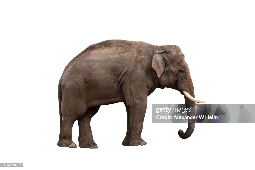 African elephant