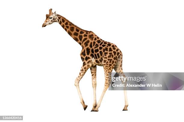 male giraffe - girafe photos et images de collection