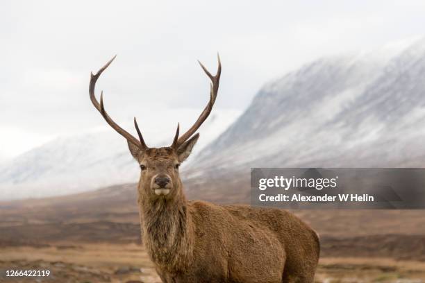 deer stag - red deer animal - fotografias e filmes do acervo