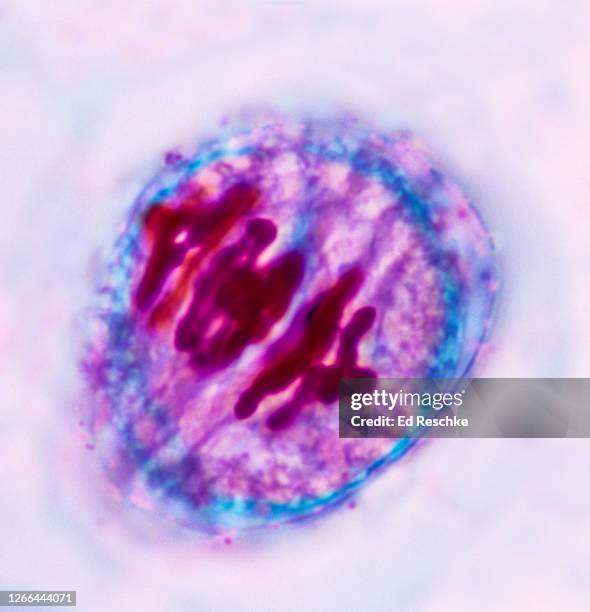 meiosis (first division), metaphase i  lilium (lily) 400x - métaphase photos et images de collection