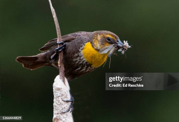 female yellow-headed blackbird (xanthocephalus xanthocephalus) - xanthocephalus stock pictures, royalty-free photos & images