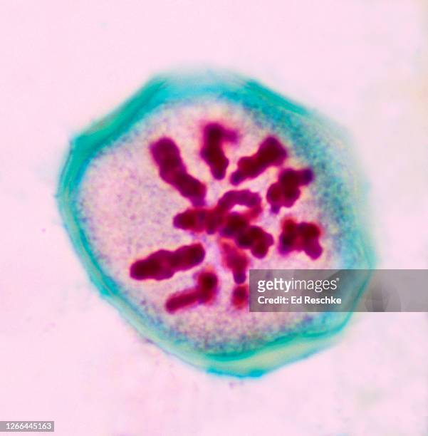 meiosis (first division), prophase i  lilium (lily)  400x - meiose imagens e fotografias de stock
