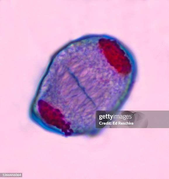 meiosis i (first division), telophase i  lilium (lily) 400x - celldelning bildbanksfoton och bilder