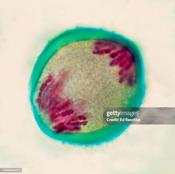 meiosis i (first division), anaphase i  lilium (lily) magnification 400x - meiosis - fotografias e filmes do acervo