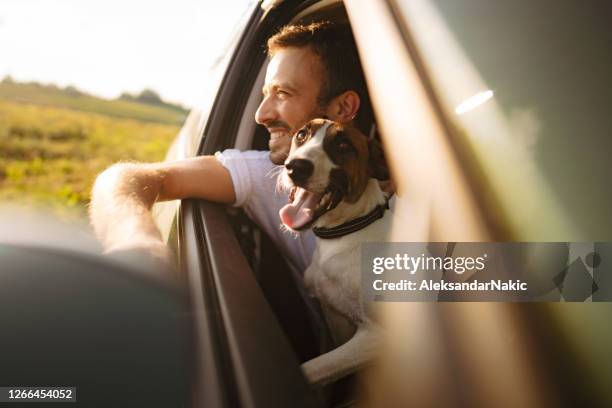 unterwegs - dog in car stock-fotos und bilder