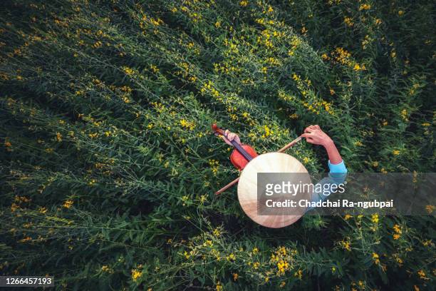 vietnamese women wearing hats are playing violin in a flower field. music nature relax therapy concept. - classic music stock-fotos und bilder