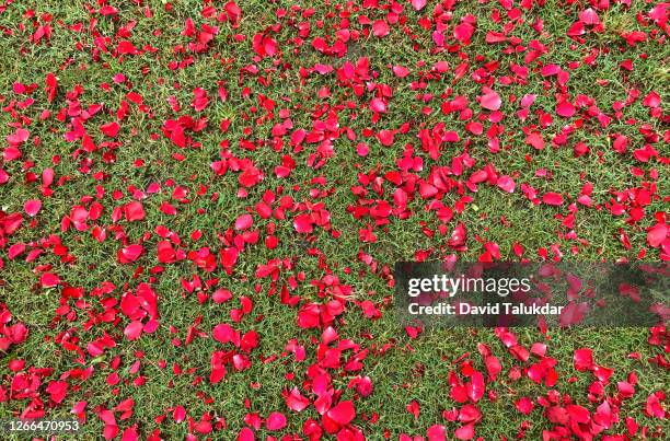 red rose flower petals on green grass - feld rose stock-fotos und bilder