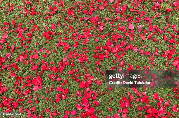 red rose flower petals on green grass - rose pedals bed stock pictures, royalty-free photos & images