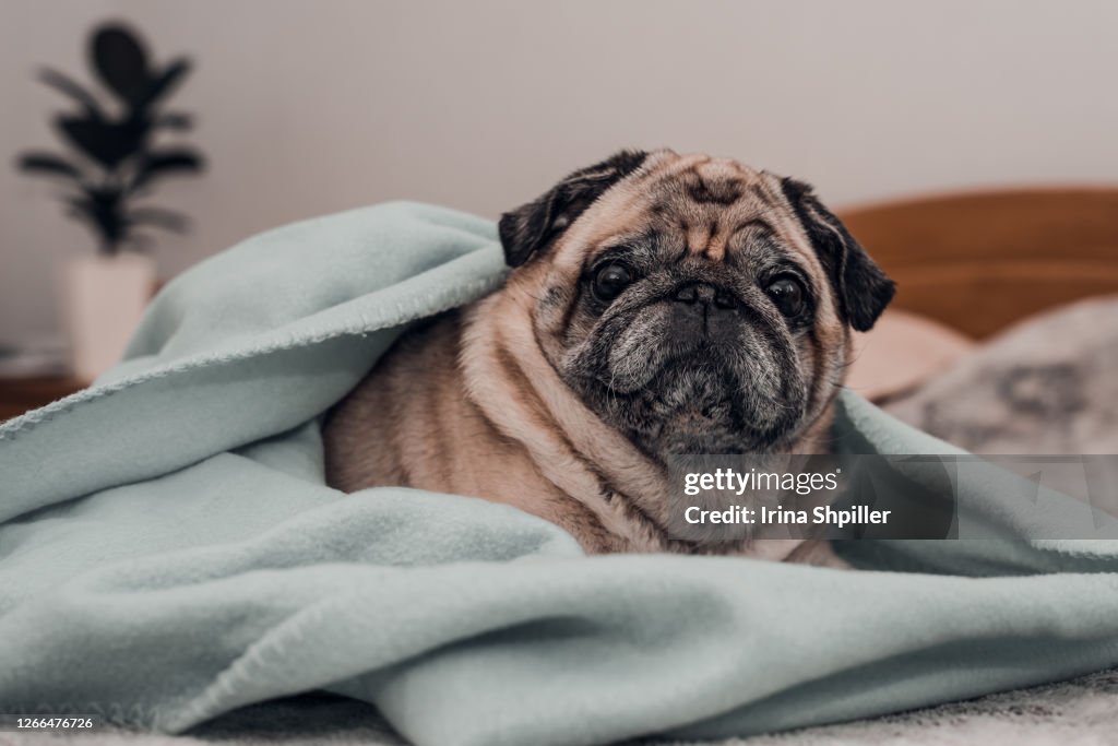 Senior pug dog wrapped on blanket and relaxing on the bed at home.