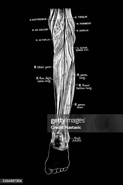 Wavy Tibia 27 Arterial Tibial Stock Photos, High-Res Pictures, and Images - Getty ...