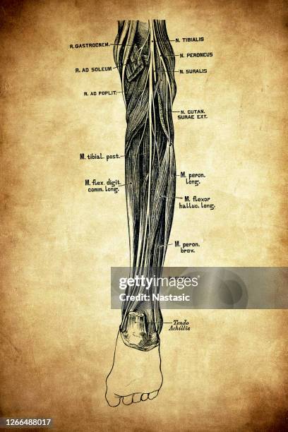 tibial nerve - connective tissue stock illustrations