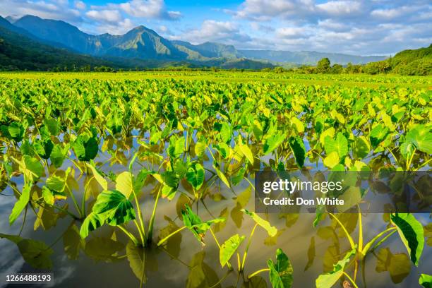 island of kauai in hawaii - taro stock pictures, royalty-free photos & images