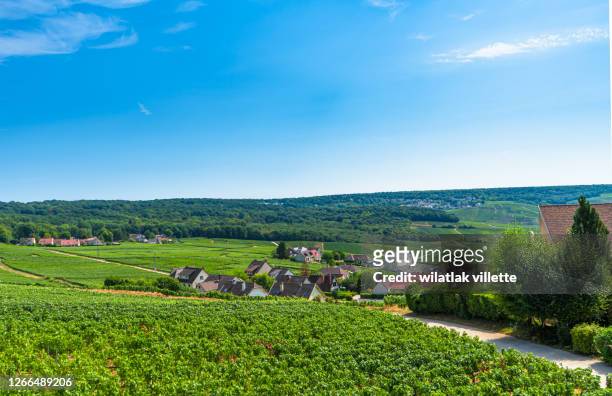 vineyards and grapes in a hill-country farm in france - moet et chandon vineyard stock pictures, royalty-free photos & images