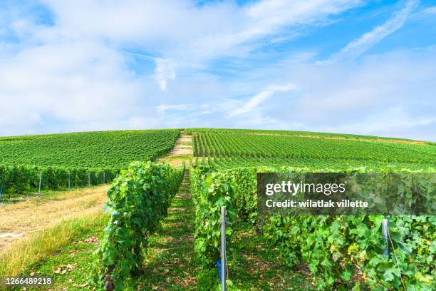 vineyards and grapes in a hill-country farm in france - moet et chandon vineyard stock pictures, royalty-free photos & images