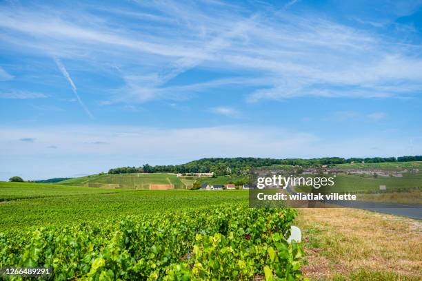 vineyards and grapes in a hill-country farm in france - moet et chandon vineyard stock pictures, royalty-free photos & images