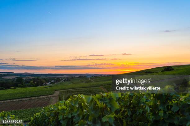 vineyards and grapes in a hill-country farm in france - moet et chandon vineyard stock pictures, royalty-free photos & images