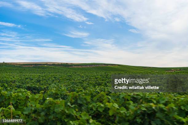 vineyards and grapes in a hill-country farm in france - moet et chandon vineyard stock pictures, royalty-free photos & images