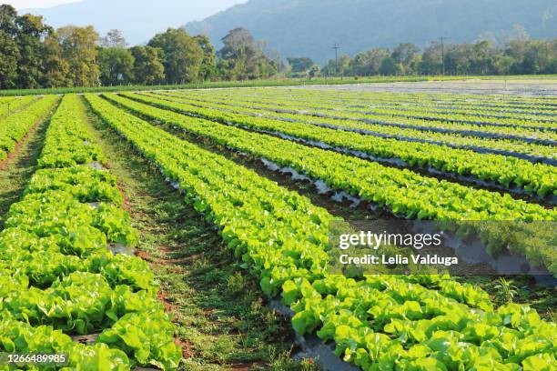 lettuce, horticulture feeding the world - rio grande do sul state stockfoto's en -beelden